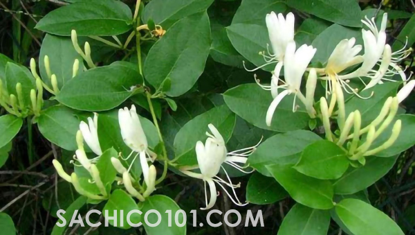 cây dây leo trồng chậu