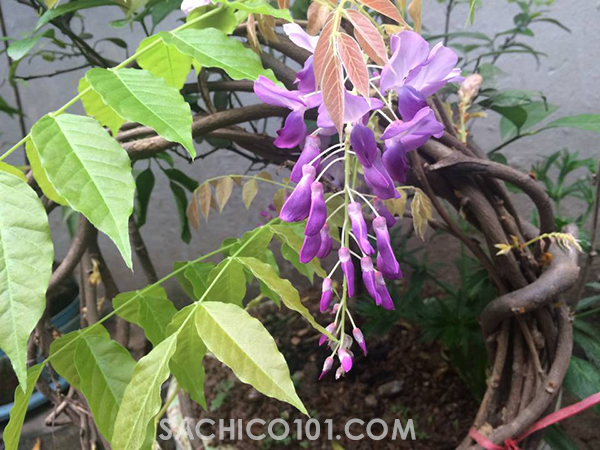 cây dây leo trồng chậu