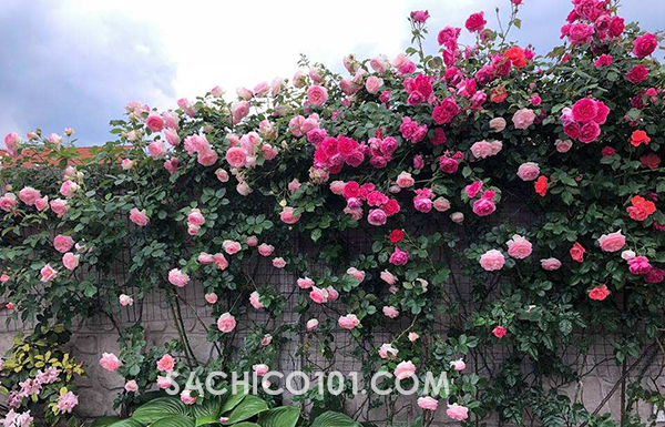 cây dây leo trồng chậu