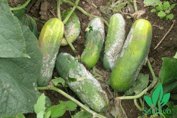 Dưa leo bị sâu bệnh tàn phá thối rữa