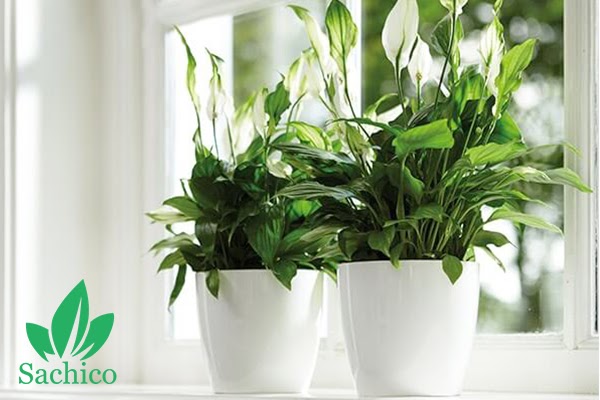 Hai cây Lan Ý đặt cạnh cửa sổ