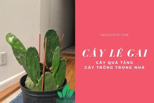 Cây Lê Gai trồng trong nhà