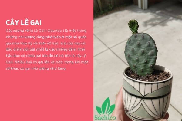Cây lê gai trồng trong chậu sứ