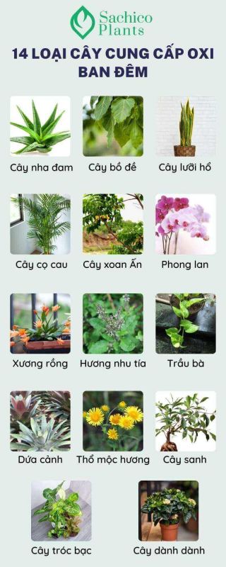 Các loại cây nhả oxy ban đêm