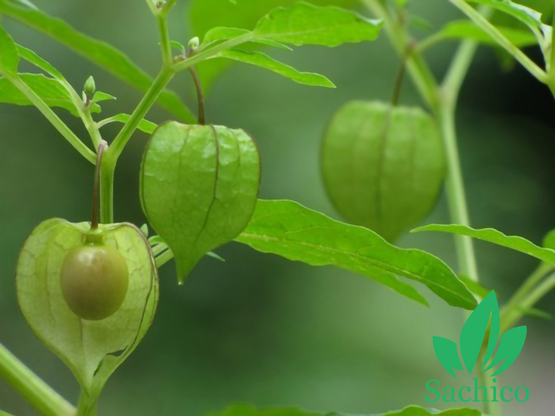 Cây tầm bóp có mấy loại