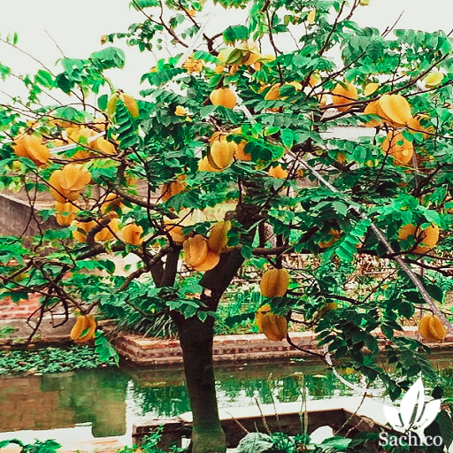 Cây thân gỗ trồng trong nhà
