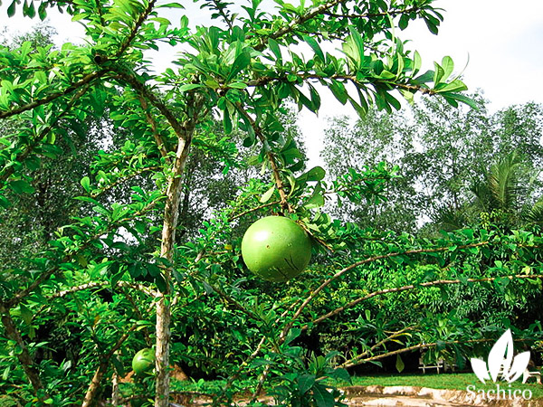 Cây thân gỗ trồng trong nhà