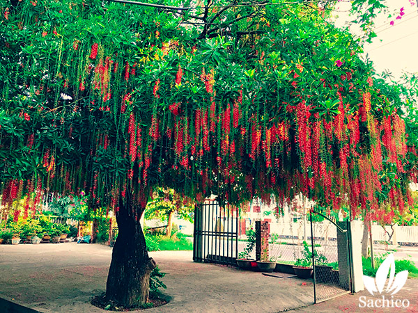 Cây thân gỗ trồng trong nhà