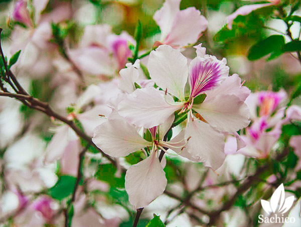 Cây thân gỗ trồng trong nhà