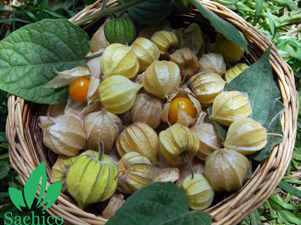 cây thù lù trị bệnh gì