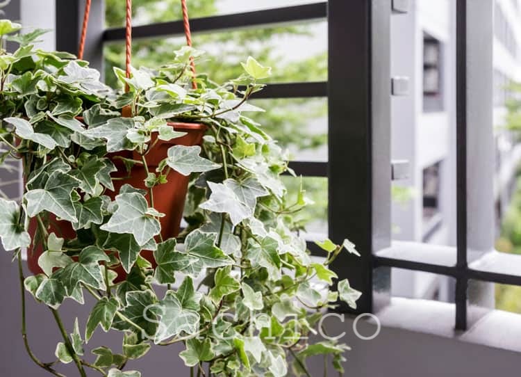 Cây Thường Xuân thích hợp trồng trên sân thượng