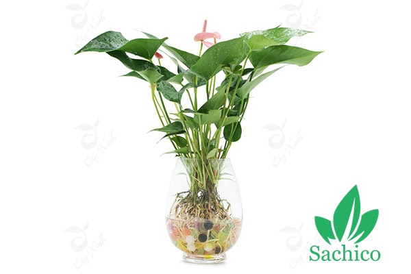 Cây Hồng Môn trồng trong nước