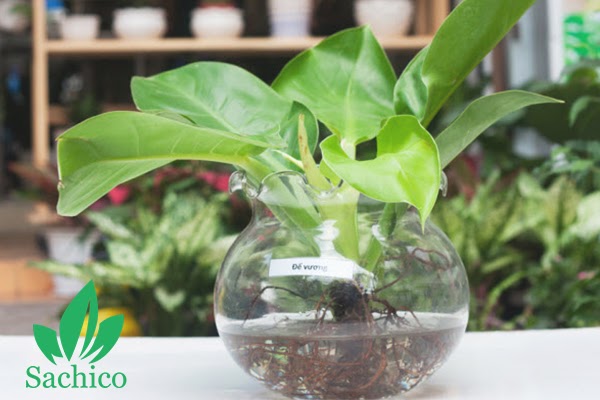 Cây Trầu Bà Đế Vương