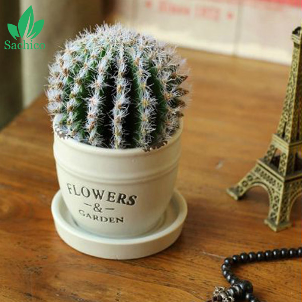 Tên các loại xương rồng