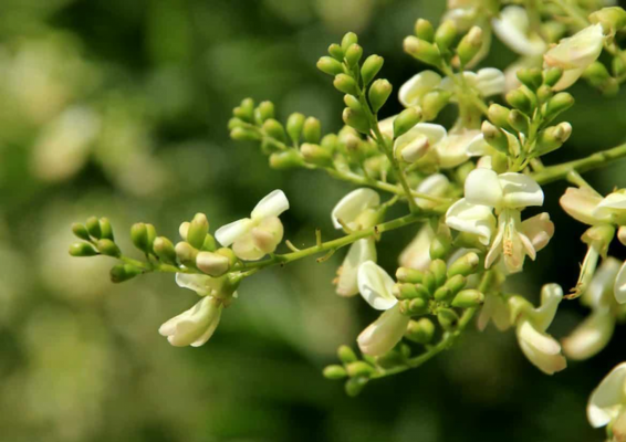 công dụng của hoa hòe khô