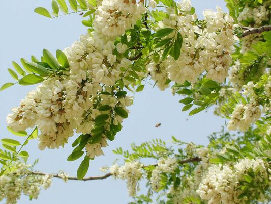 công dụng của hoa hòe khô