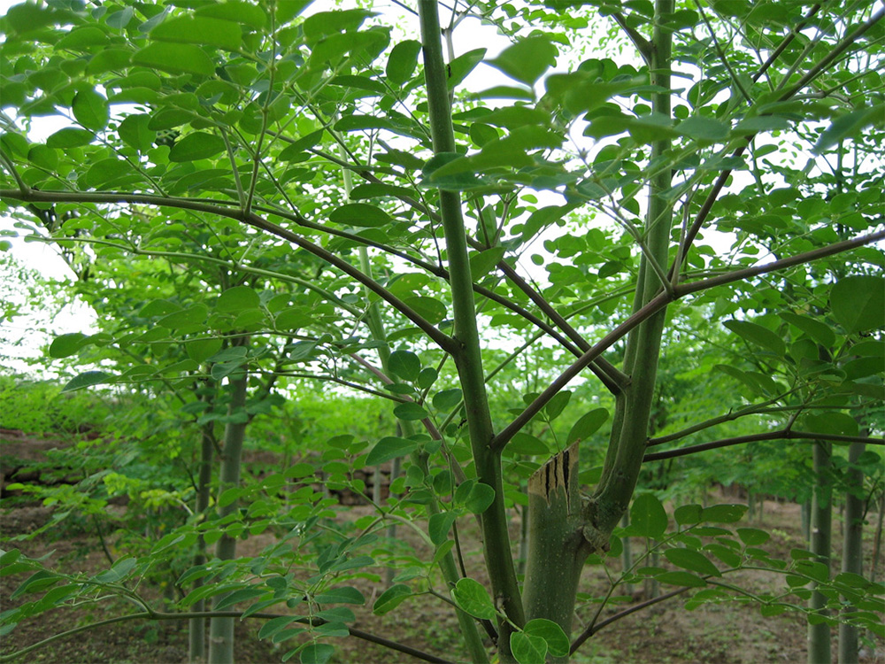 Cây chùm ngây