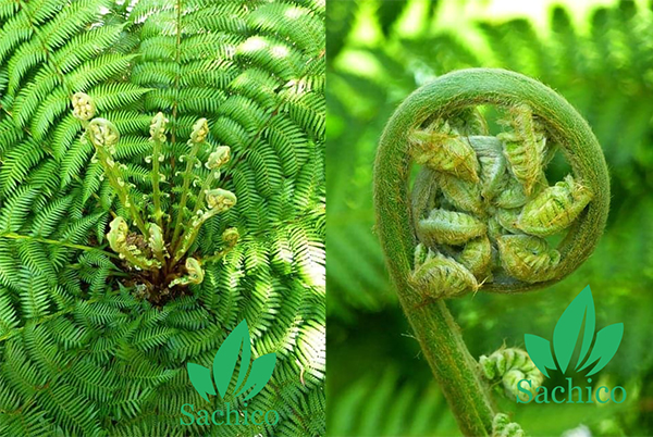 dương xỉ có ăn được không