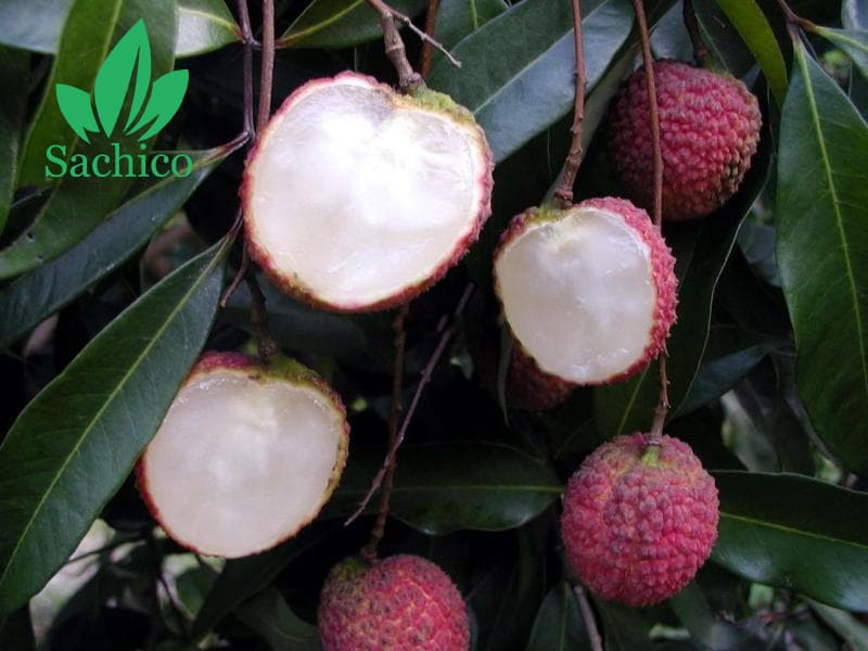 Quả vải không hạt