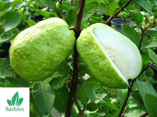 Quả ổi không hạt năng suất cao