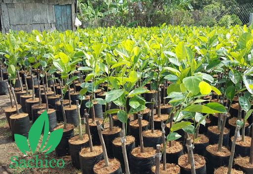 Tiêu chuẩn để chọn cây giống mít thái