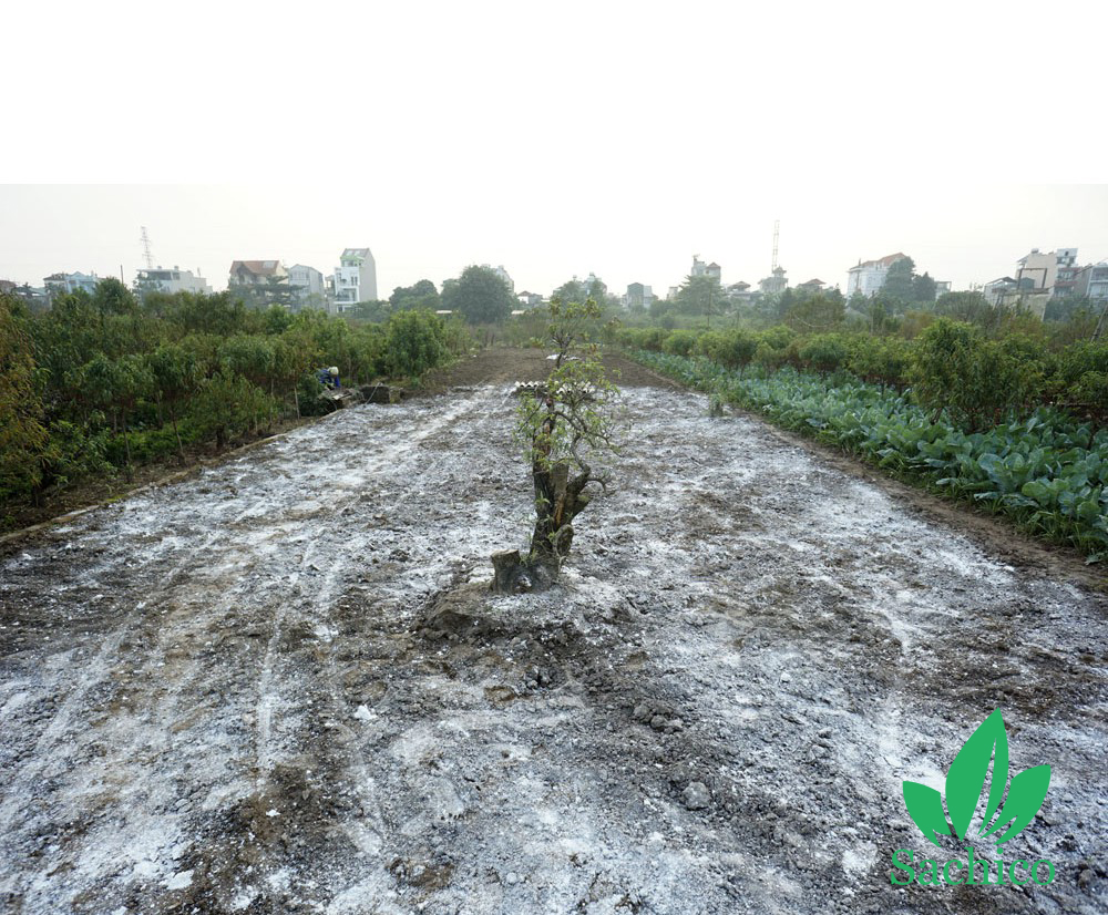 Kỹ thuật xử lý đất