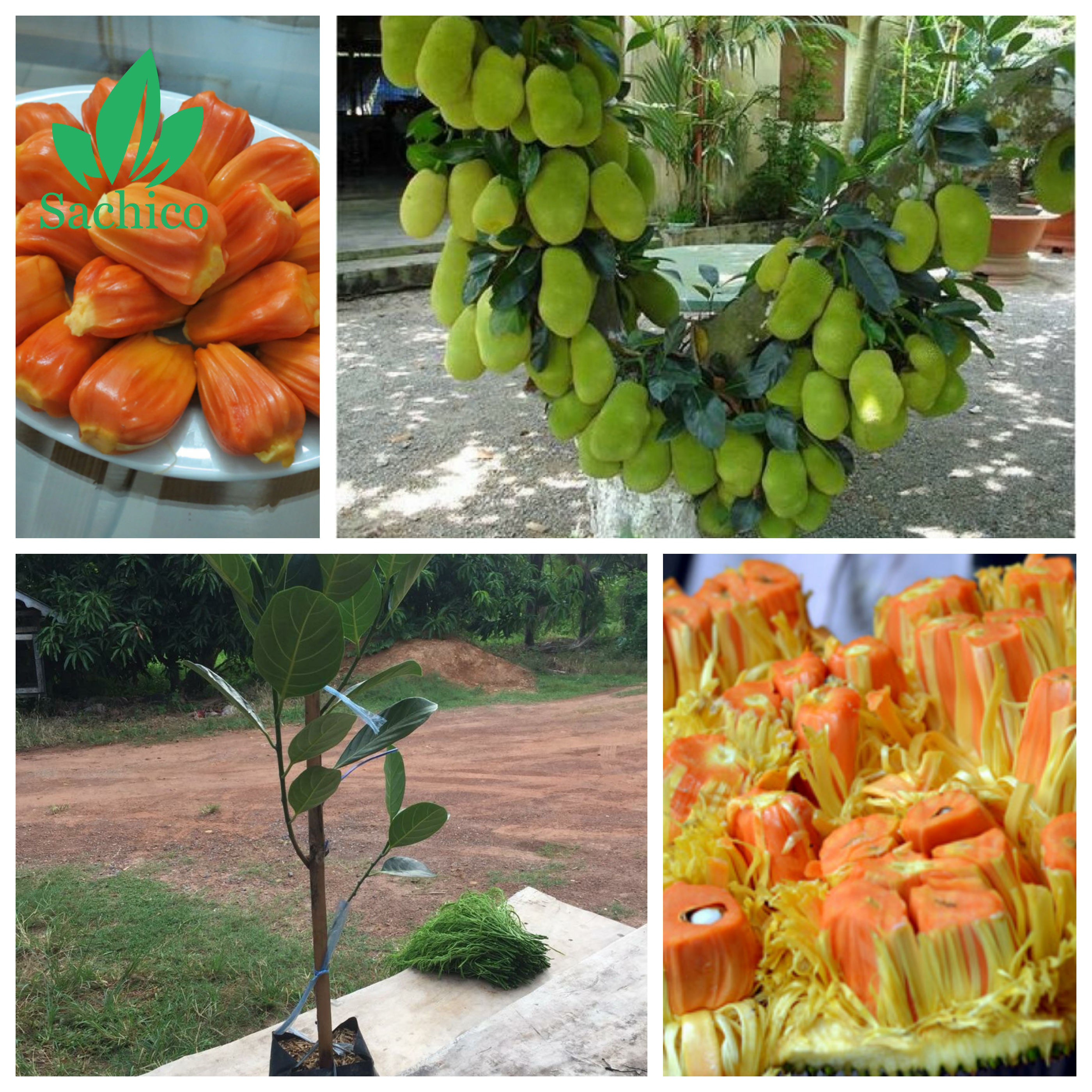Mít ruột đỏ- giống mít ngon nhất