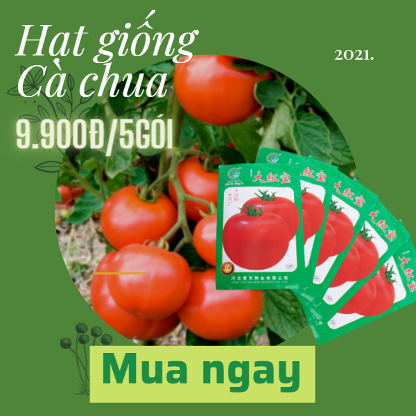 hat-giong-ca-chua