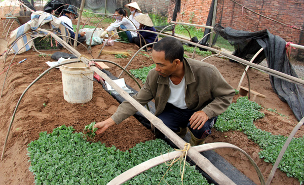 hạt giống hoa cúc lá nhám