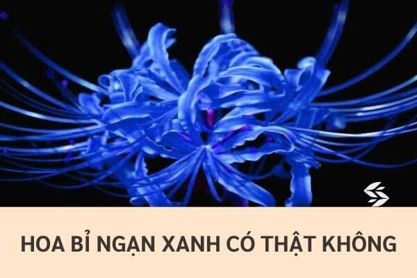 Hoa bỉ ngạn xanh trên nền đen
