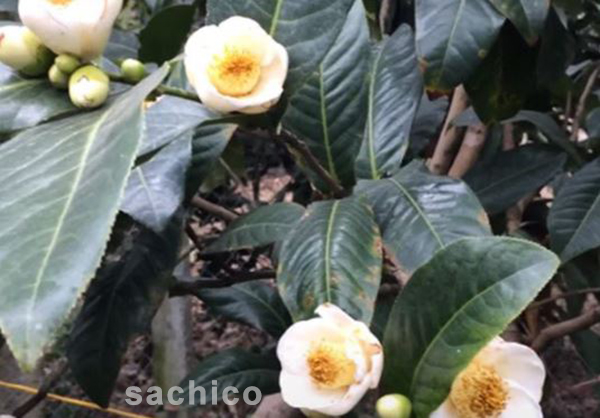 hoa hải đường có ý nghĩa gì