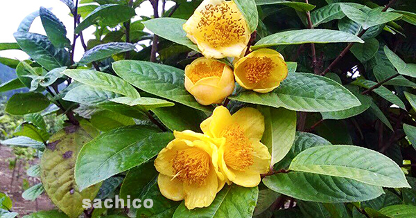 hoa hải đường có ý nghĩa gì