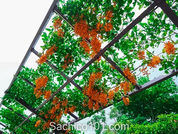 Làm giàn cho hoa leo giàn nhanh