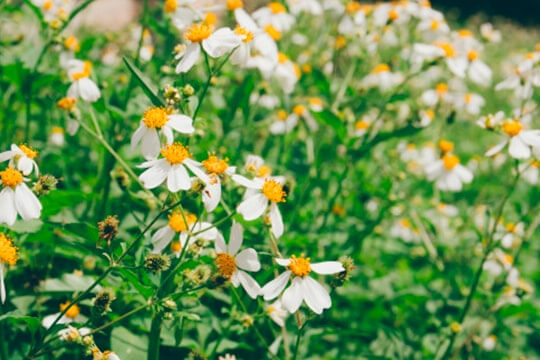 hoa Xuyến Chi là hoa gì