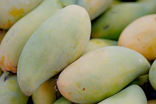Khí Etilen làm chín trên quả xoài