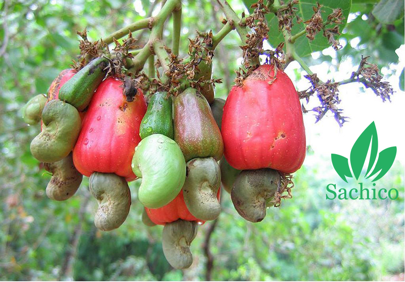 Nên ăn bao nhiêu hạt điều mỗi ngày