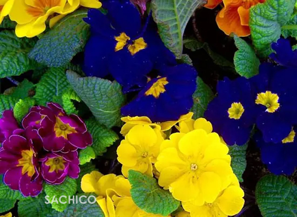 Những loài hoa thơm nhất Việt Nam