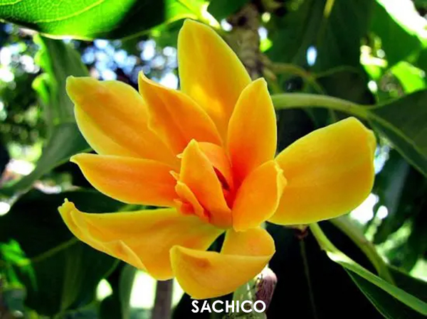những loài hoa thơm nhất Việt Nam