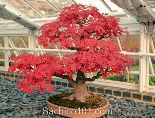 Những mẫu bonsai mini đẹp