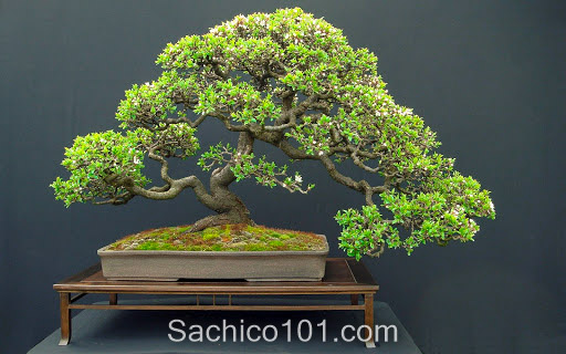 Những mẫu bonsai mini đẹp