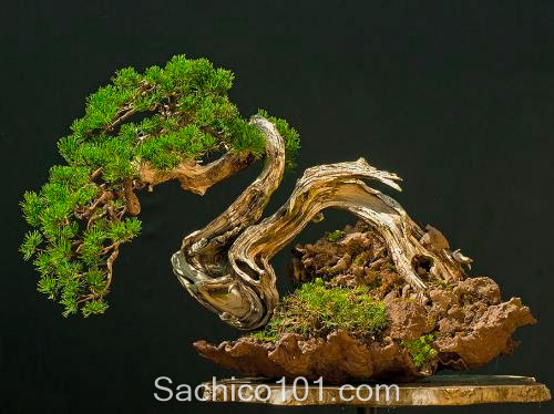 Những mẫu bonsai mini đẹp