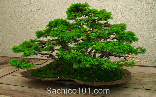 Những mẫu bonsai mini đẹp