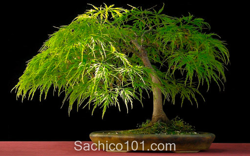 Những mẫu bonsai mini đẹp