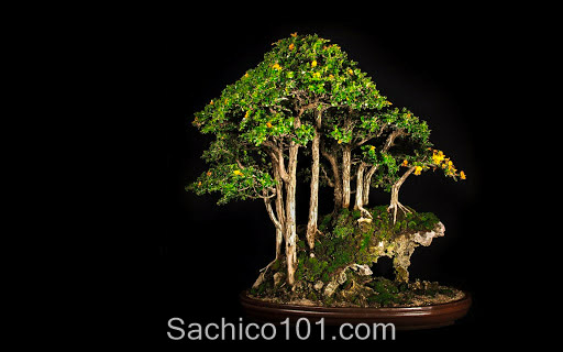 Những mẫu bonsai mini đẹp