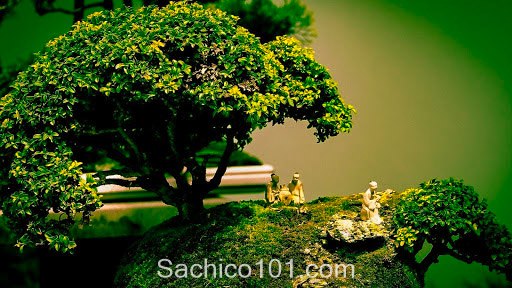 Những mẫu bonsai mini đẹp