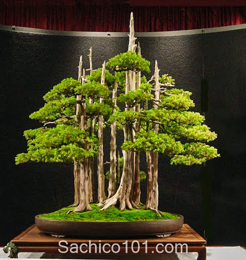 Những mẫu bonsai mini đẹp 