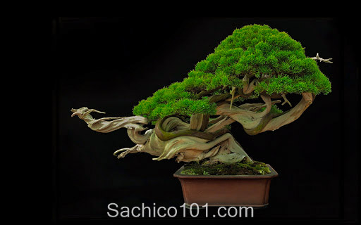 Những mẫu bonsai mini đẹp