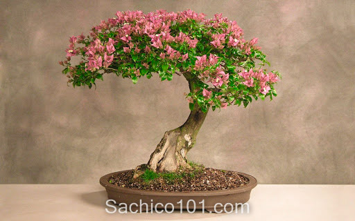 Những mẫu bonsai mini đẹp