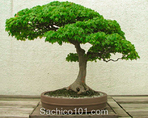 Những mẫu bonsai mini đẹp