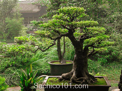 Những mẫu bonsai mini đẹp